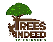Blog – Trees Indeed
