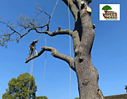 Website at https://treesindeed.com/benefits-of-hiring-a-professional-tree-cutting-service/