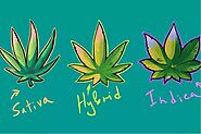 The Difference Between Sativa, Indica, and Hybrid Strains: Choosing the Right One for You - MMJ Express