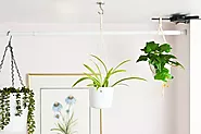 How to Hang Plants From Ceiling Without Holes? | Cute House Decor