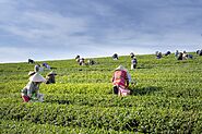 Exploring The Benefits Of Organic Tea Cultivation