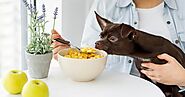 Understanding Dog Nutrition: How To Fill the Nutritional Gaps