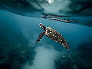 Finding Out About The Amazing World Of Turtles: A Closer Look At Their Special Adaptations And Habits • Petsandfish 2023