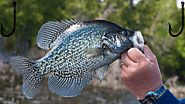 Crappie Black: A Comprehensive Guide To Catching And Cooking • Petsandfish 2023