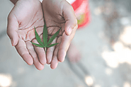 Where Can I Buy Weed in Canada?: theweedythings — LiveJournal
