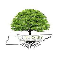 TN Nursery offers the best nursery Services.