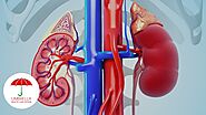 What is the function of the kidneys?