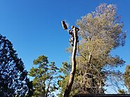 Tree Trimming Apple Valley CA