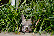 Do French Bulldogs Shed? - PetMyPal
