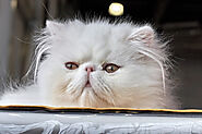 Everything You Need to Know About Persian Cats