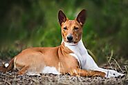 Basenjis: From Forests of Africa to Your Living Room