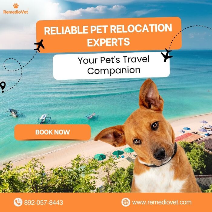 Calcium for Dogs A Listly List