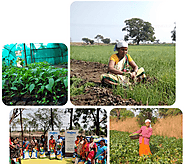Nurturing Agriculture and Rural Development Initiatives - Mukul Madhav Foundation