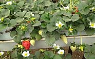 growing bags for strawberries