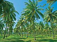 RIOCOCO presents hydroponics coconut coir offering a neutral pH level