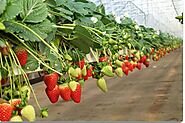 Buy OMRI-certified and renewable strawberry grow bags from RICOCCO - Texas, USA - Lets Post Free Classifieds Ads