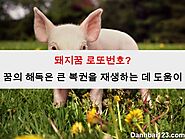 돼지꿈 로또번호? 꿈의 해독은 큰 복권을 재생하는 데 도움이