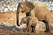 African Elephants