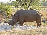 White Rhinos 