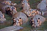 Hippos 