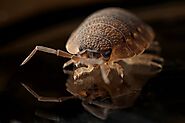 iframely: Say Goodbye to Bed Bugs: Effective Treatment Options in Ottawa