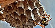 The Hidden Peril: Unveiling the Risks of Wasp Nests to Homeowners