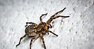 Guarding Your Home: The Ultimate Manual to Keeping Spiders Away