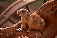 iframely: Dealing with a Hidden Problem: Why Groundhogs Can Be Risky for Homeowners and Why You Might Need a…