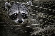 iframely: 5 Things You Need To Know When You See A Raccoon