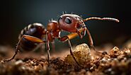 iframely: What to Expect from an Ant Extermination Service: Bringing the Human Touch to Pest Control