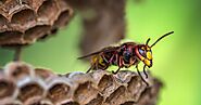 How Do Wasps Build Their Homes? Revealing Nature's Awesome Architects