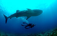 Whale Sharks