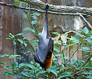 Fruit Bats