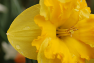 The Daffodil Zinger