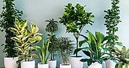 Indoor Plants Melbourne: Corporate Plants Offer Best Indoor Greenery