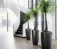 Indoor Plants in Melbourne | Foliage Indoor Plant Hire