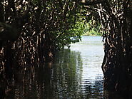 Mangrove Boat Safari