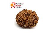 Earn Divine Blessings and Protection from Any Threat by Wearing the Best Quality 13 Mukhi Rudraksha