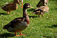 23 interessante Fakten über Enten ᐈ MillionenFakten