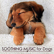 Soothing Music for Dogs - song and lyrics by Pet Care Music Therapy | Spotify