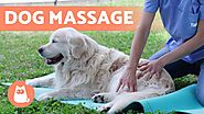 Relaxing MASSAGE for DOGS 🐶 (Benefits & What to Do)