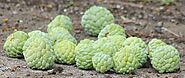 Custard Apples