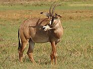 Visit Kafue National Park