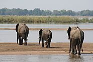 Check out Lower Zambezi National Park