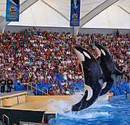 Loro Parque, Spain