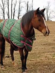 Medium Weight Horse Blankets Powered by RebelMouse