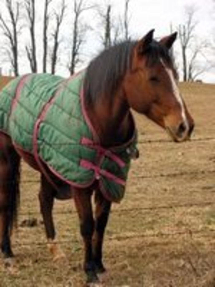 Medium Weight Horse Blankets A Listly List