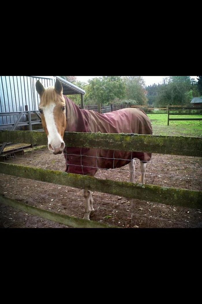 Medium Weight Horse Blankets A Listly List