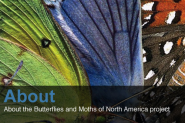 Butterflies and Moths of North America | collecting and sharing data about Lepidoptera