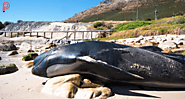 Simon’s Town’s Heartbreaking Dawn: Female Pilot Whale Found Beached